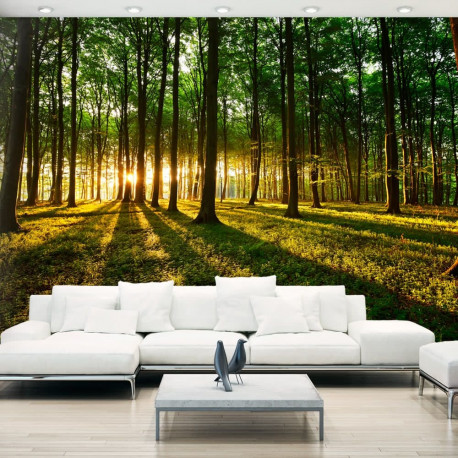 Fototapeet - Mystical Morning - 250x175