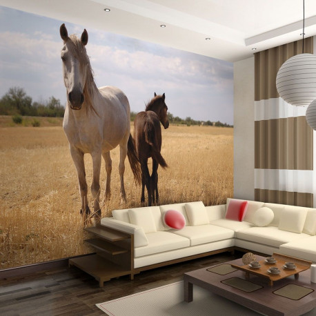 Fototapeet - Horse and foal - 250x193