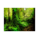 Fototapeet - Jungle - 400x309 Fototapeet - Jungle - 400x309