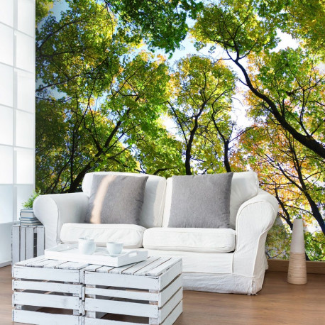 Fototapeet - Looking up at the trees - 350x270