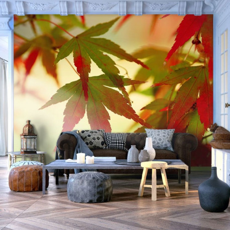 Fototapeet - Colourful leaves - 250x193