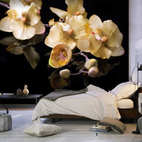 Fototapeet - Orchids in ecru color - 300x231
