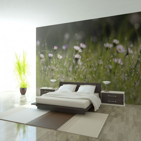 Fototapeet - Daisies with morning dew - 400x309