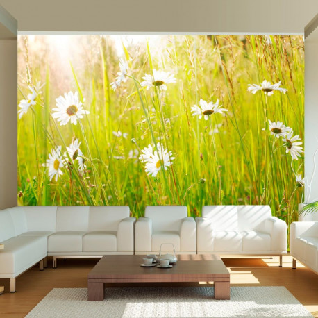 Fototapeet - Daisy field - 250x193