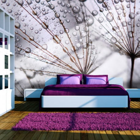 Fototapeet - Dandelion and morning dew - 250x193