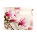 Fototapeet - Branch of magnolia tree - 400x309 Fototapeet - Branch of magnolia tree - 400x309