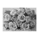 Fototapeet - A dozen roses - 250x193