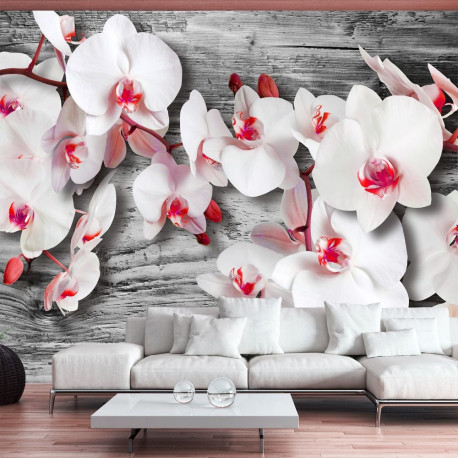 Fototapeet - Callous orchids - 200x140