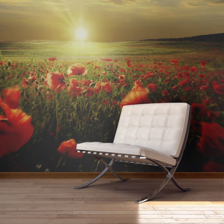 Fototapeet - Morning on the poppy meadow - 450x270