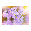 Fototapeet -  Violet Petals In Bloom - 300x210