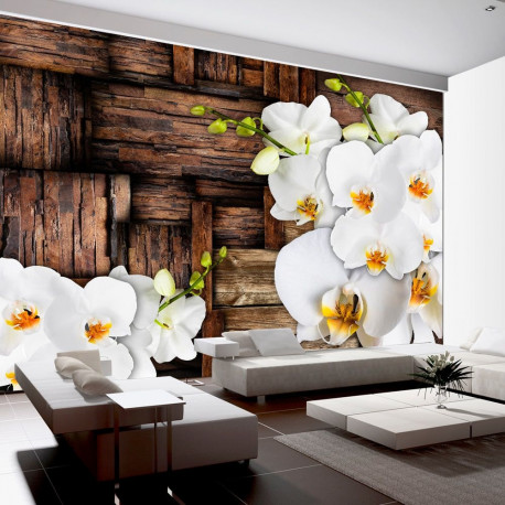 Fototapeet - Blooming orchids - 400x280