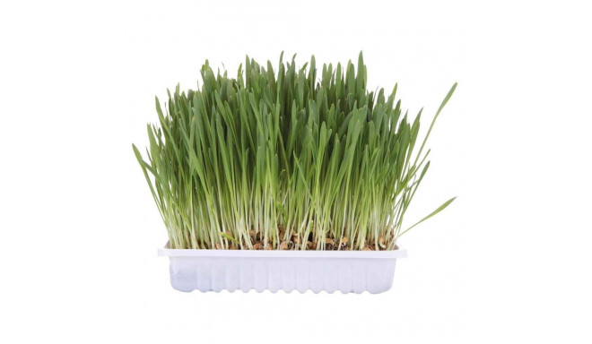 Cat grass, bowl/approx. 100 g