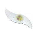 Esperanza Asterion - Spoke Bicycle Light (EOT006)