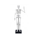 Skelett 45 cm, Buki