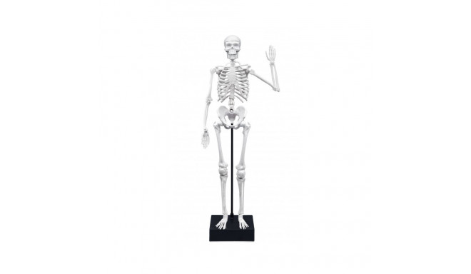 Skelett 45 cm, Buki