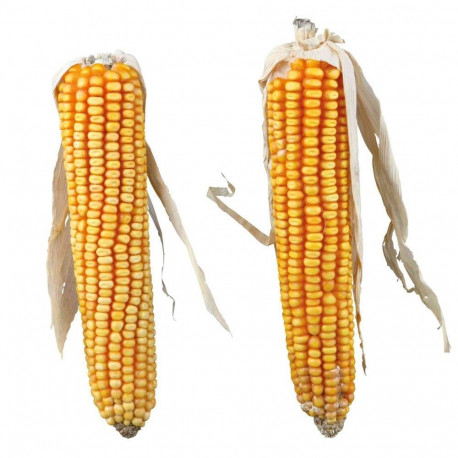 Treat for rodents Maize cobs with husk, 2 pcs./250 g