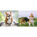 GPS Pet Tracker