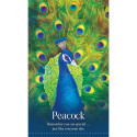Blue Angel Wild Dreams Animal Oracle Cards