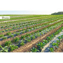 Mulch film without holes 0,8 m x 50m, 15 mic.