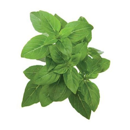 Click & Grow Smart Garden refill Kääbusbasiilik 3tk