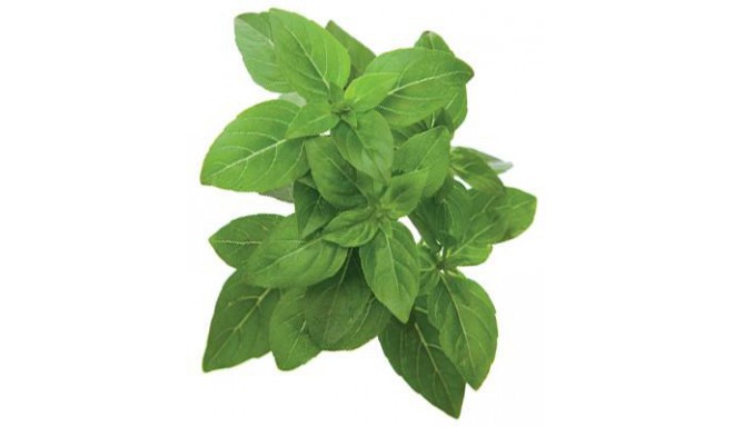 Click & Grow Smart Garden refill Kääbusbasiilik 3tk