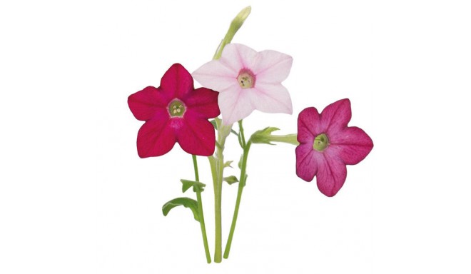 Click & Grow Smart Garden refill Sweet Tobacco Flower 3pcs