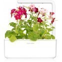 Click & Grow Smart Garden refill Sweet Tobacco Flower 3pcs