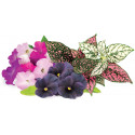 Click & Grow Plant Pod Vibrant Flower 9tk