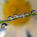 Laowa 85mm f/5.6 2X Ultra Macro APO Canon RF