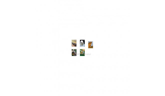 Notebook A5/32K grid WILD MIX (20pcs)