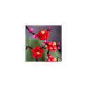 LEGO Botanical Collection Plum Blossom 10369