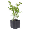 Doniczka Keter Cube Wood Planter M antracyt