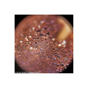 Microscope Levenhuk Rainbow 50L PLUS Moonstone 64x–1280x with experimental kit K50