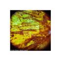 Microscope Levenhuk Rainbow 50L PLUS Amethyst 64x–1280x with experimental kit K50