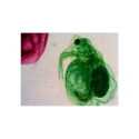 Levenhuk N18 NG Prepared Slides Set , Biology and Zoology