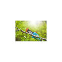 Gardena TCS 20 / 18V P4A 5 cm Lithium-Ion (Li-Ion) Black, Blue, Orange