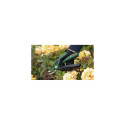 Bosch EasyPrune pruning shears Bypass Black, Green