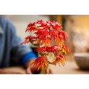 LEGO BOTANICALS 10348 jaapani punane vahtra bonsai-puu