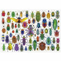 Pusle Educa Beetles
