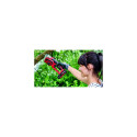 Einhell GE-GS 18 Li-Solo pruning shears Bypass Black, Red