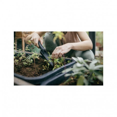 SOLID TRANSPLANTER