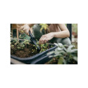 SOLID TRANSPLANTER
