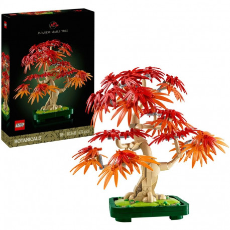 10348 Botanicals Japanischer Roter Ahorn - Bonsai-Baum
