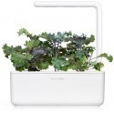 Click & Grow Smart Garden refill Red Kale 3pcs