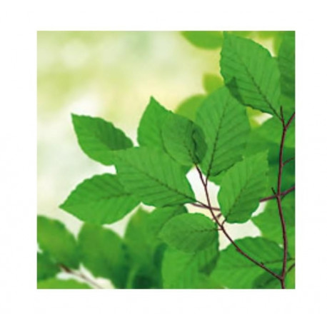 Salvrätik 33x33/20 Nature