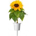 Click & Grow Smart Refill Mini päevalill 3tk