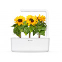 Click & Grow Smart Refill Mini päevalill 3tk