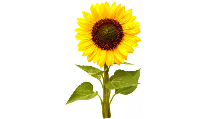 Click & Grow Smart Garden Refill Mini sunflower 3pcs