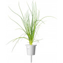 Click & Grow Smart Refill Roheline sibul 3tk