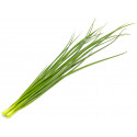 Click & Grow Smart Refill Green onion 3pcs